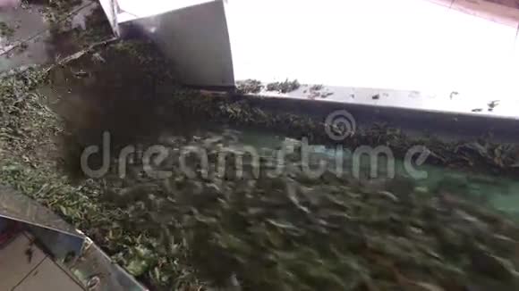 工厂机器输送机上的绿茶视频的预览图