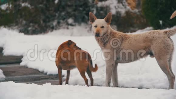 在冬天的雪街上无家可归的白狗和灰狗慢动作视频的预览图