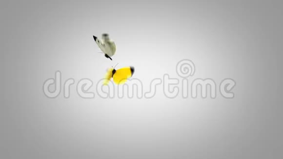 黄色和白色的蝴蝶在绿色的背景上嬉戏飞翔两个三维动画4K超高清3840x2160你看视频的预览图