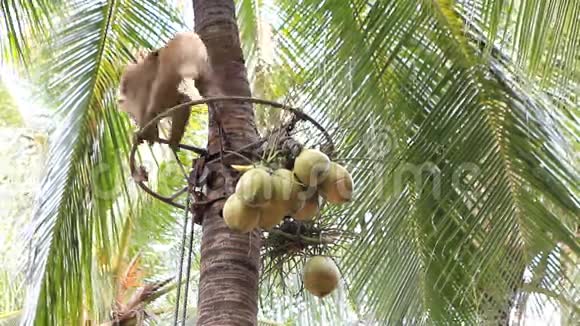 猴子爬椰子树视频的预览图