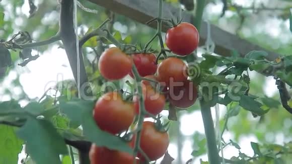 温室里树枝上的番茄视频的预览图