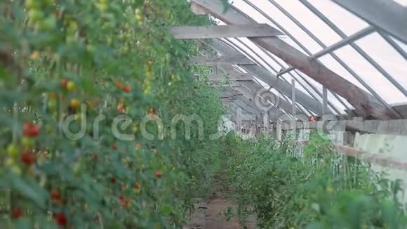 温室里树枝上的番茄视频的预览图