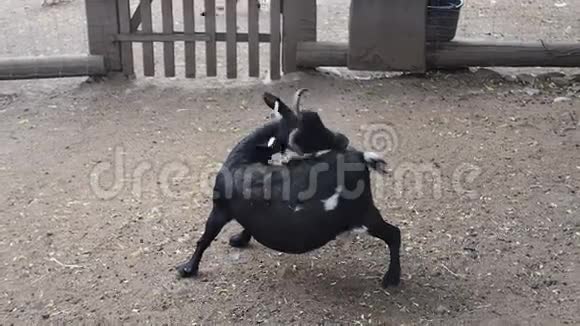 黑山羊在农场后院抓自己视频的预览图