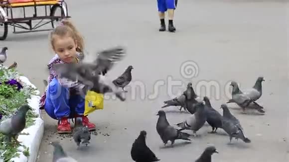 小女孩在公园里喂鸽子视频的预览图