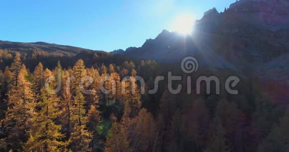 在阳光明媚的秋天在高山山谷和橙色落叶松森林森林上空向前飞行欧洲阿尔卑斯山视频的预览图