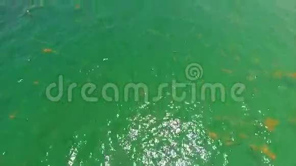 海洋中海藻的空中镜头视频的预览图