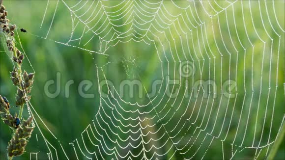 有绿色自然背景的蜘蛛网晨露视频的预览图