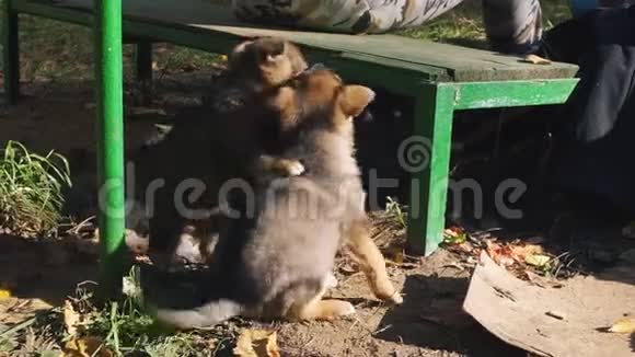 无家可归的小狗玩耍和奔跑视频的预览图