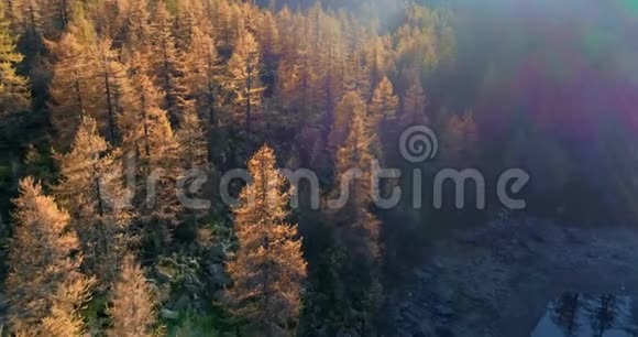 在阳光明媚的秋天在高山山谷橙色和红色落叶松森林的树林上向前飞行欧洲阿尔卑斯山户外视频的预览图