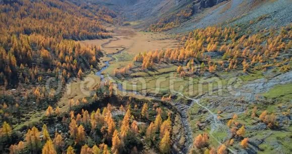 在阳光明媚的秋天在高山山谷和橙色落叶松森林森林上空向前飞行欧洲阿尔卑斯山视频的预览图