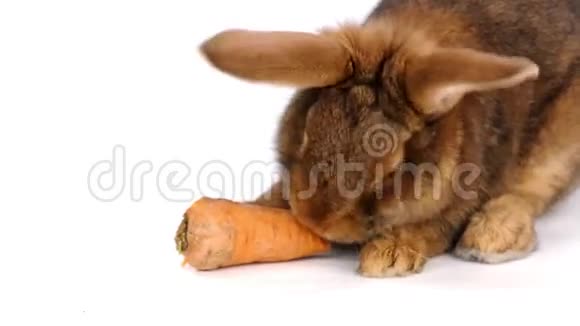 可爱的棕色兔子吃胡萝卜视频的预览图