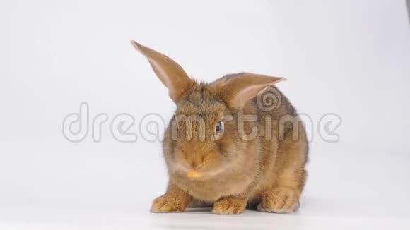 可爱的棕色兔子吃胡萝卜视频的预览图
