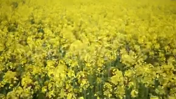 黄色油籽花在野外慢镜头视频的预览图