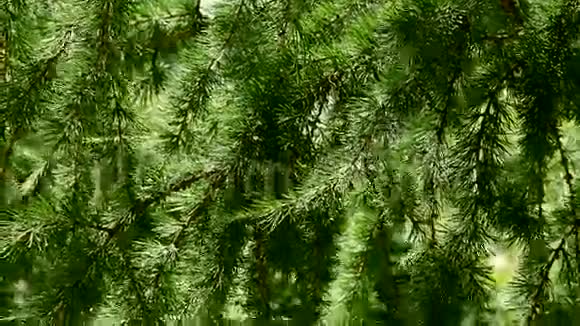 针叶树枝拉奇视频的预览图