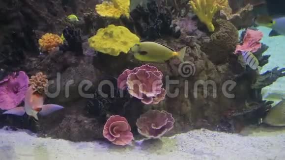 五颜六色的珊瑚和水族馆鱼视频的预览图