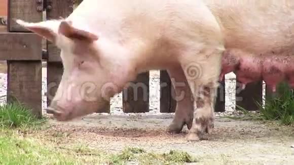 母猪猪女性猪母亲视频的预览图