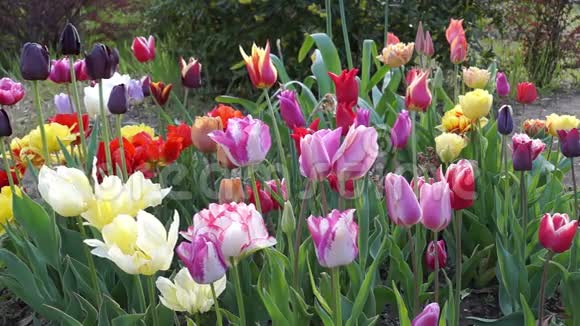 春天花园里五颜六色的郁金香视频的预览图