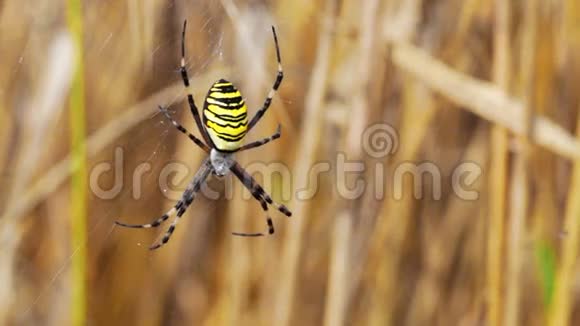 黄蜘蛛带着黑条坐在网上视频的预览图