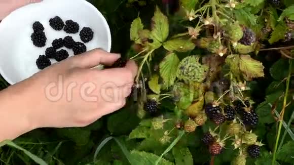 女性手采摘成熟的黑莓红宝石植物灌木菜视频的预览图
