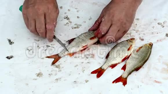 渔人手拿刀清洁鱼鳞视频的预览图