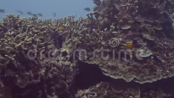 水下观赏珊瑚礁游泳鱼和海水潜水员视频的预览图