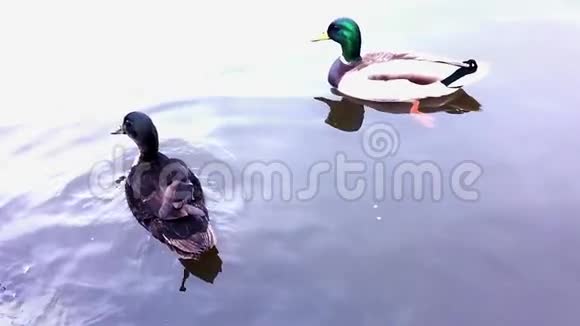两只鸭子在湖里游泳视频的预览图