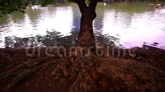 曼谷市区景色公共花园高清大树视频的预览图
