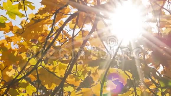 枫叶从低角度平移太阳视频的预览图