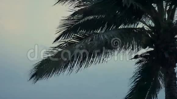 泰国恰市傍晚海滩上的椰子树视频的预览图