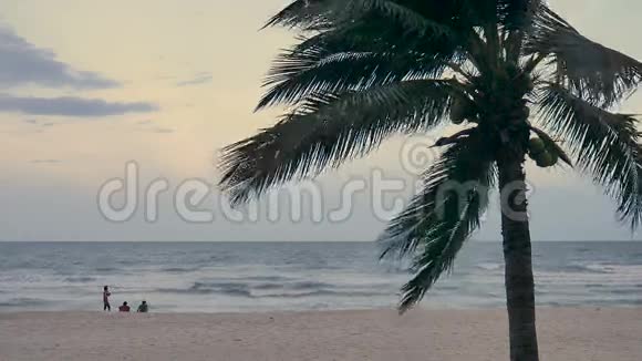 泰国恰市傍晚海滩上的椰子树视频的预览图