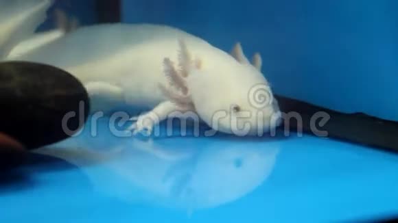 白色Axolotl墨西哥Ambystoma视频的预览图