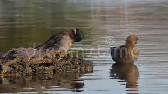 夏季日出特写敖德萨在湖中洗鸭子视频的预览图