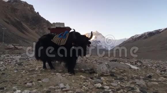 西藏喜马拉雅山日出时荣布寺前的牦牛视频的预览图