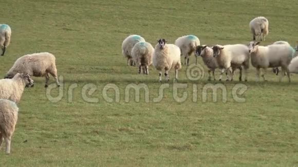 羊群在田野里放牧视频的预览图
