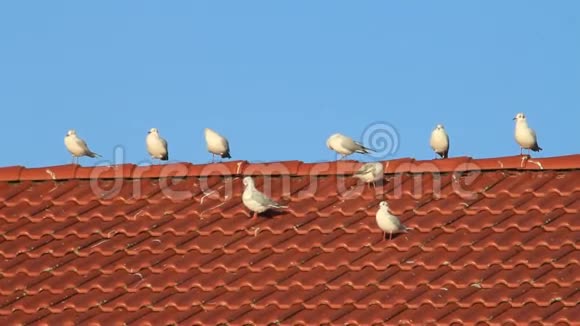 屋顶上的海鸥背景蓝天复制空间视频的预览图