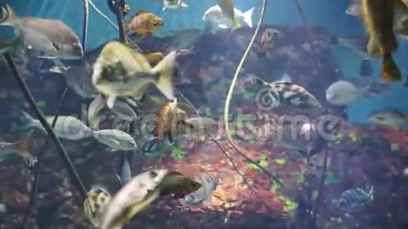 热带暗礁鱼在海珊瑚群中和平游动的视频视频的预览图