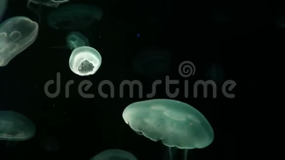 4K一组荧光水母在水族馆游泳池游泳透明水母水下镜头发光的美杜莎移动视频的预览图
