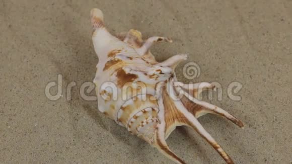 一个美丽的贝壳在沙丘上旋转视频的预览图