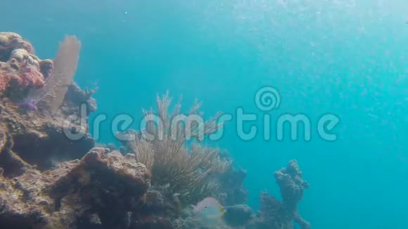 鱼在珊瑚礁上游泳视频的预览图