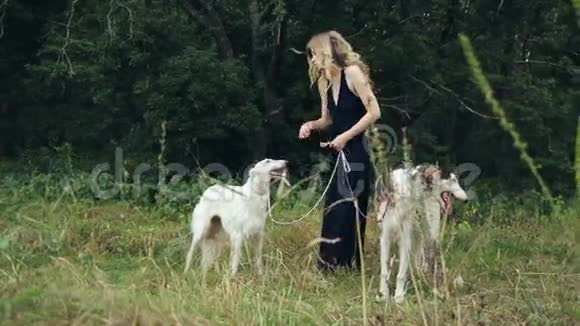 穿着黑色裙子带着两个俄罗斯猎犬的女孩视频的预览图