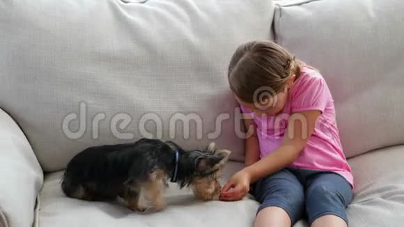 可爱的小女孩在玩约克郡小狗视频的预览图