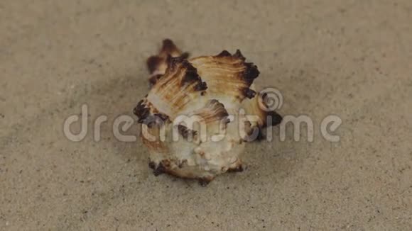一个美丽的贝壳在沙丘上旋转视频的预览图
