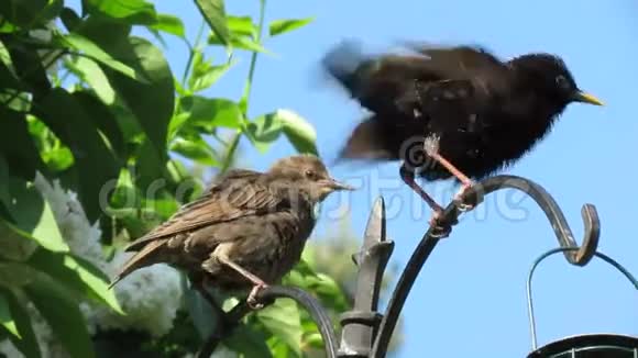 郊区花园里的雏鸟视频的预览图