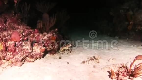 在珊瑚礁漫步寻找食物视频的预览图
