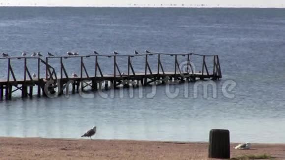 码头栏杆上休息海鸥一艘船系泊视频的预览图