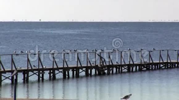 码头栏杆上休息海鸥一艘船系泊视频的预览图