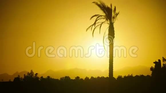 日落时热带棕榈树剪影视频的预览图