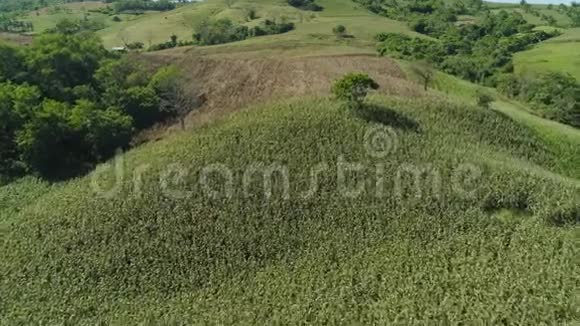 菲律宾的玉米种植园视频的预览图