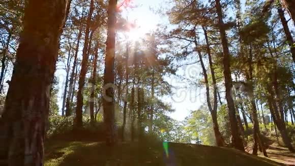 有阳光和雾的松林视频的预览图