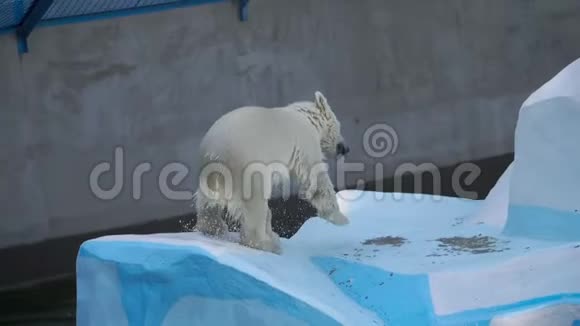 北极熊幼崽在水里玩耍视频的预览图